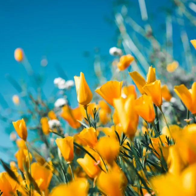 Yellow flowers bloom under a sunny sky.