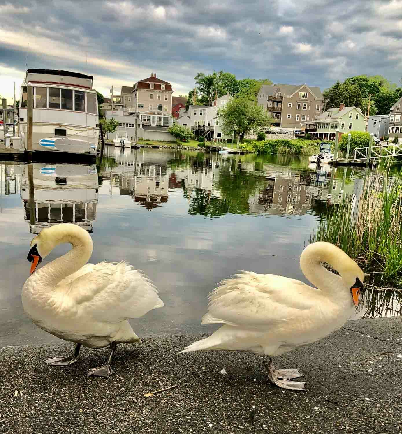 Photograph of Ducks in Rhode Island as part of the Traveling in Place photo exhibit