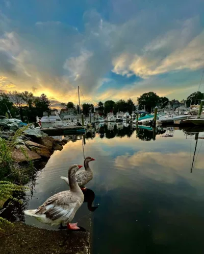 Ducks in the Pawtuxet Cover Marina