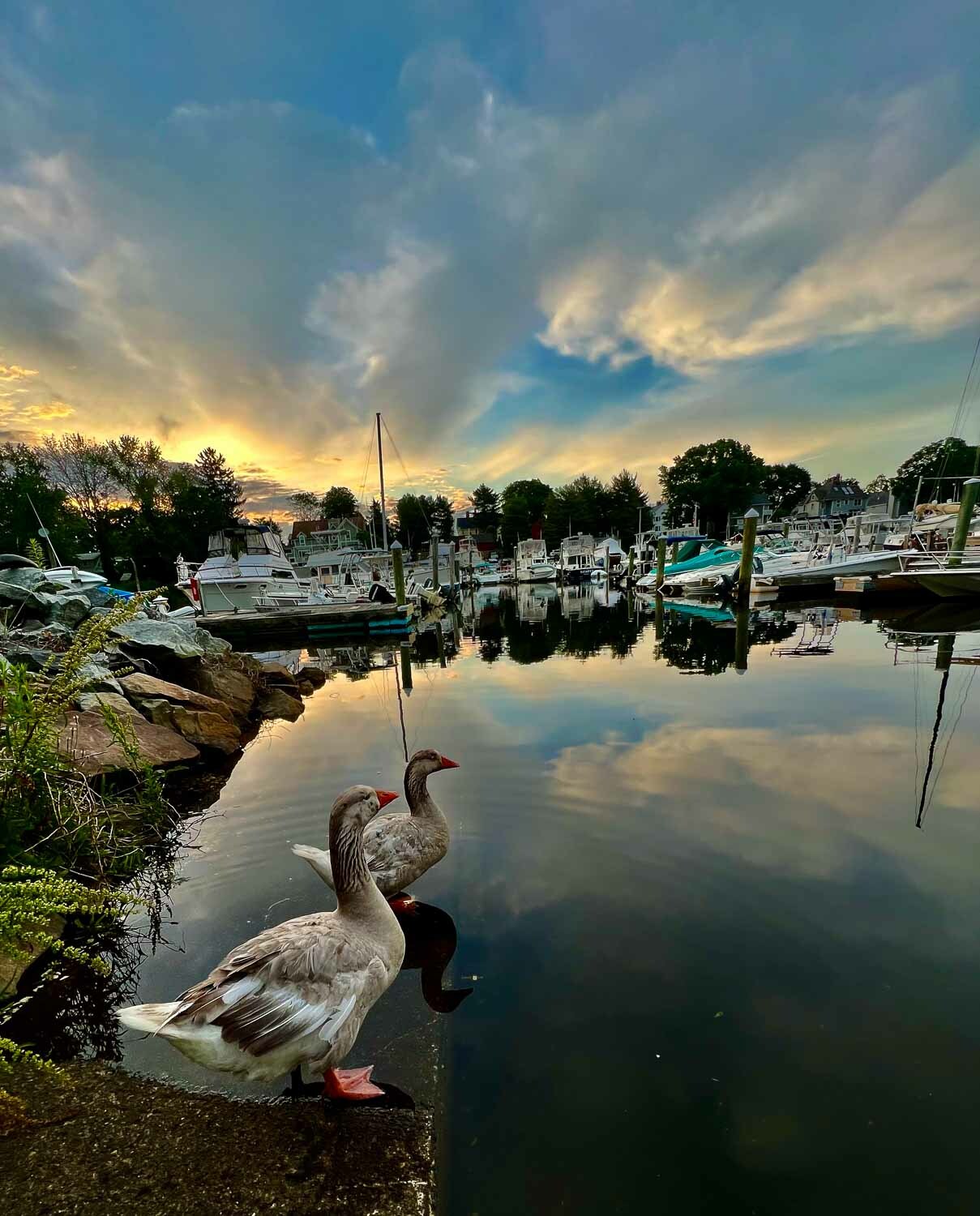 Ducks in the Pawtuxet Cover Marina